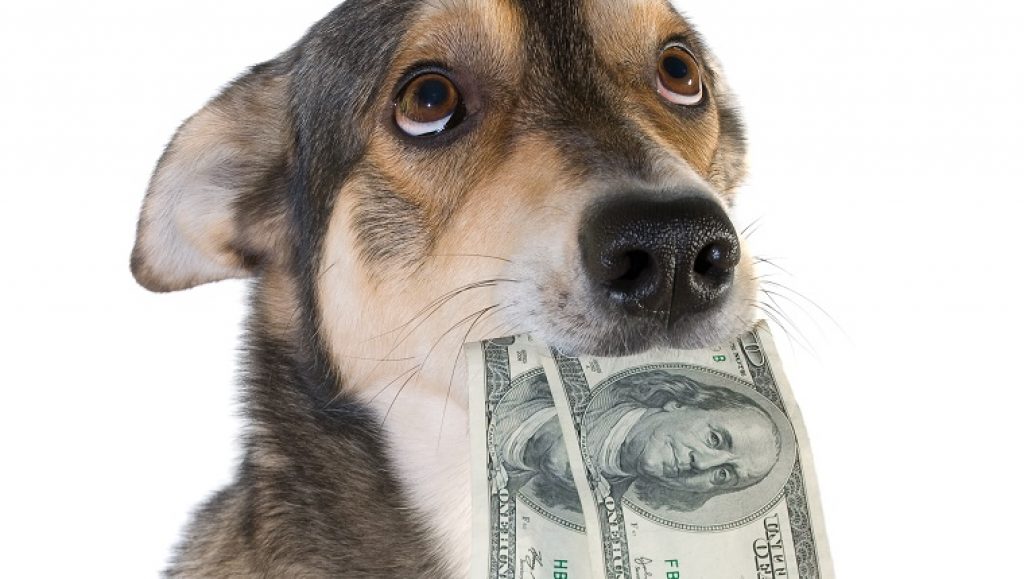 Connaitre La Race De Son Chien Ce qu’il faut connaître concernant la mutuelle pour chien – Le blog de